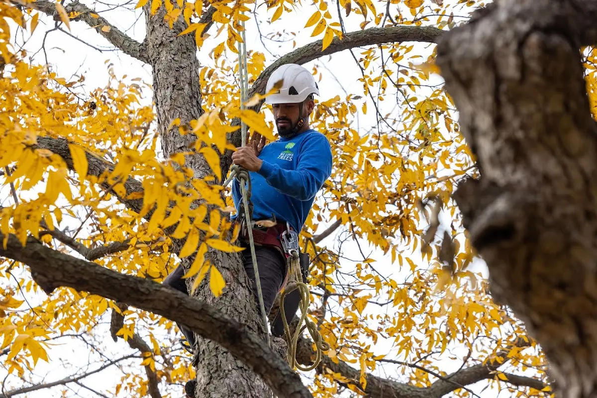Skilled Tree Planing crew working in Katonah